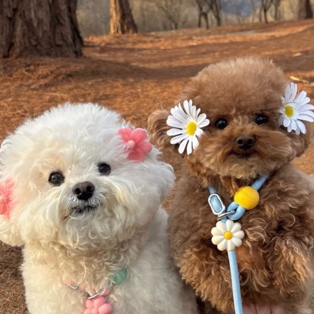 𝓢𝓱𝓪𝔂𝓪🌻