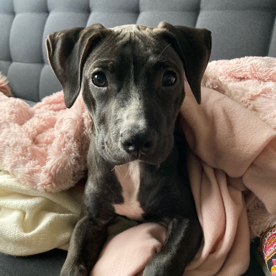 Sakura The Rescue 💗🖤